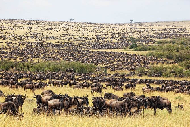 Great Wildebeest Migration Safari in Masai Mara - Wildebeest migration to Masai Mara, and why the timing is everything