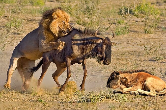 Great Wildebeest Migration Safari in Masai Mara - Day 3: Mara River timing, bush breakfast by sunrise, and the optional balloon