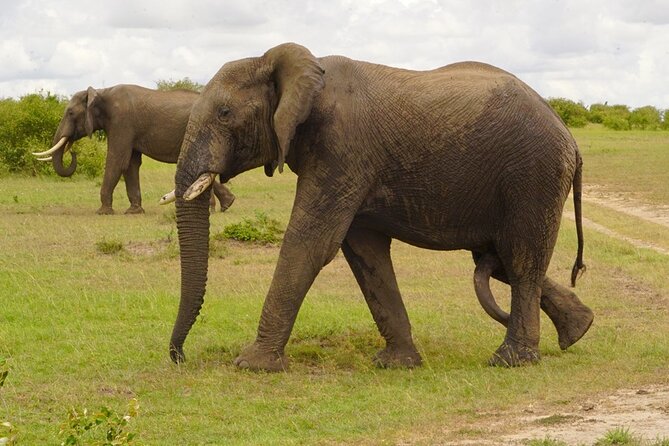 Great Wildebeest Migration Safari in Masai Mara - Vehicles, binoculars, and the small comfort choices that help
