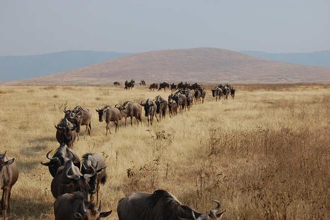 Great Wildebeest Migration Safari in Masai Mara - Who this Masai Mara migration safari is best for
