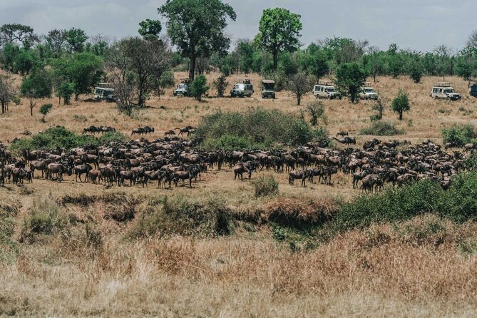 Great Wildebeest Migration Safari in Masai Mara - Day 2: long plains game drive with packed lunch and real hunt odds