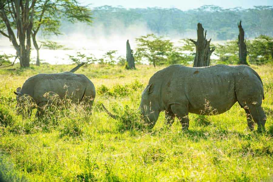 Group joining day trip to Lake Nakuru from Nairobi - Key Points at a Glance