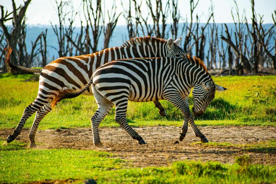 Group joining day trip to Lake Nakuru from Nairobi - Lake Nakuru Day Trips from Nairobi, What You Actually Get