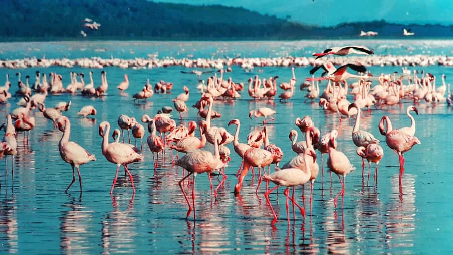 Group joining day trip to Lake Nakuru from Nairobi - The Great Rift Valley Viewpoint Stop, Where Photos Matter