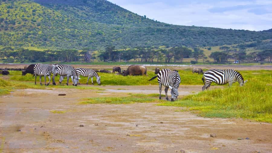 Group joining day trip to Lake Nakuru from Nairobi - Inside Lake Nakuru National Park, Four Hours of Game Drive Time