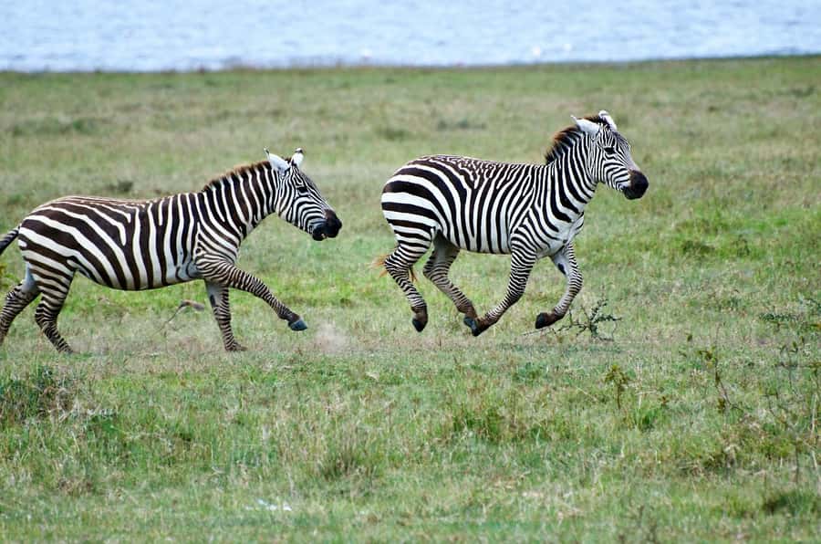 Group joining day trip to Lake Nakuru from Nairobi - Flamingos and Birding: The Lake’s Main Character