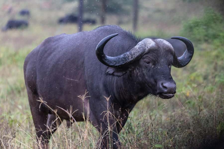 Group joining day trip to Lake Nakuru from Nairobi - Rhinos, Predators, and the Endangered-Species Aim
