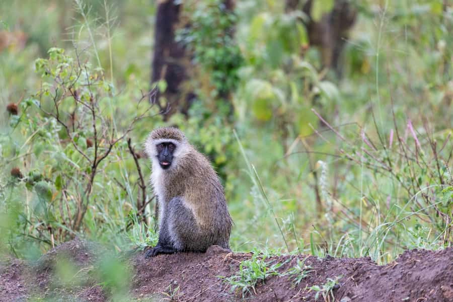 Group joining day trip to Lake Nakuru from Nairobi - Waterfall Viewpoints, Scenic Breaks, and Why They Matter