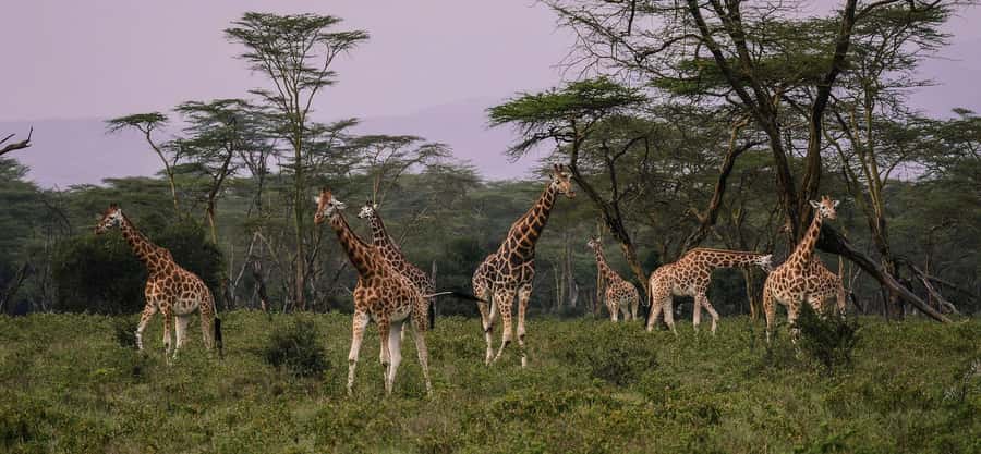 Group joining day trip to Lake Nakuru from Nairobi - Nature Walk Time, When It Happens and What to Expect