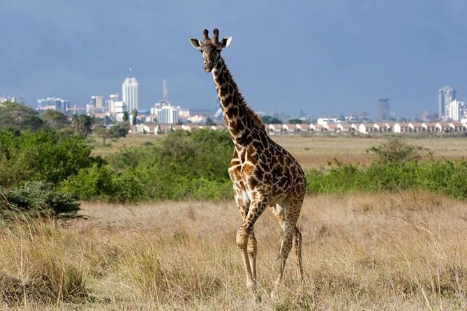 Group Joining Nairobi National Park and Giraffe Center - Key Things I’d Prioritize Before You Go