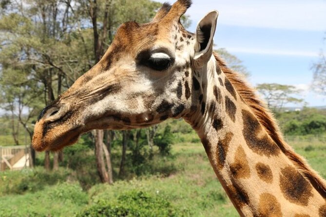 Group Joining Nairobi National Park and Giraffe Center - Giraffe Centre: Rothschild Giraffes and the Why Behind Conservation