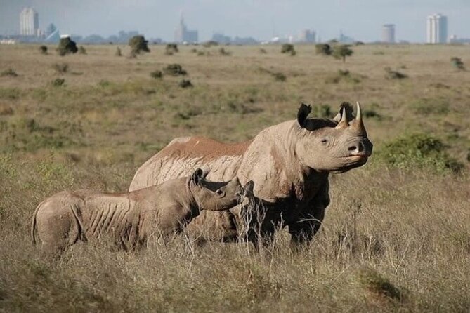 Group Joining Nairobi National Park and Giraffe Center - What the Group-Joining Format Really Means for Your Day