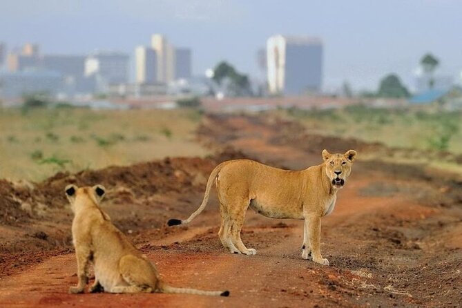 Group Joining Nairobi National Park and Giraffe Center - Driver-Guide Quality: Friendly, Experienced, and Safety-Aware