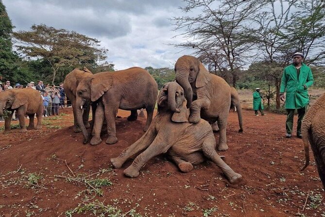 Half Day Excursion Tour in Nairobi - What to Pack (and What to Expect Inside the Centres)