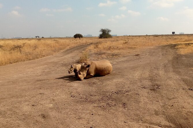 Half Day Morning or Afternoon Guided Tour : Nairobi National Park - Why Nairobi National Park feels like a curveball