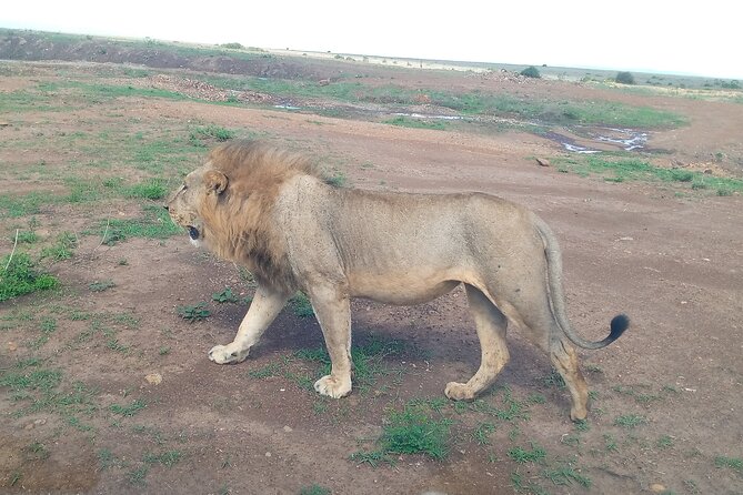 Half Day Morning or Afternoon Guided Tour : Nairobi National Park - What you will do inside the park (and why it matters)