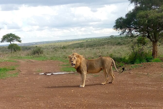 Half Day Morning or Afternoon Guided Tour : Nairobi National Park - The guide makes or breaks this safari day