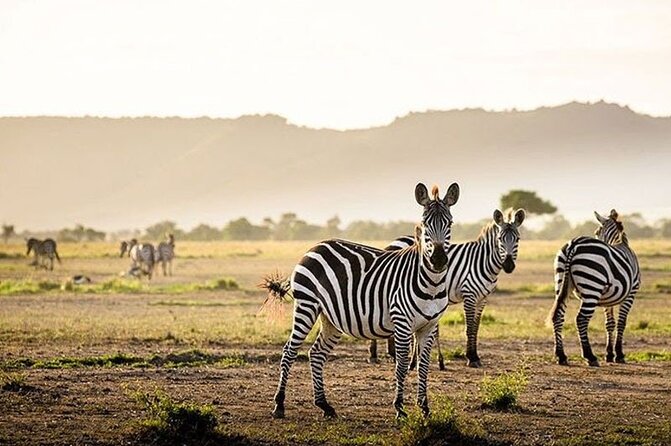 Half Day Morning or Afternoon Guided Tour : Nairobi National Park - Who this half-day Nairobi National Park tour is best for