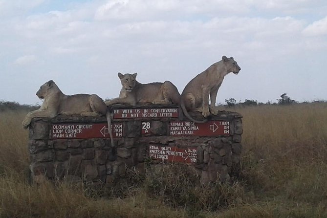 Half Day Nairobi National park - Nairobi National Park, the half-day safari that works when time is tight
