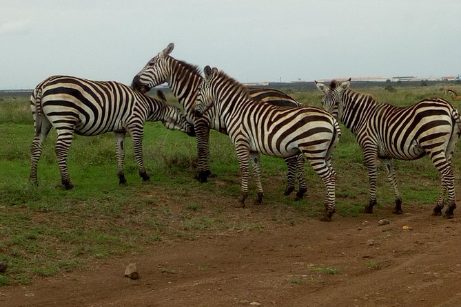 Half Day Nairobi National park - What to pack and how to plan your day