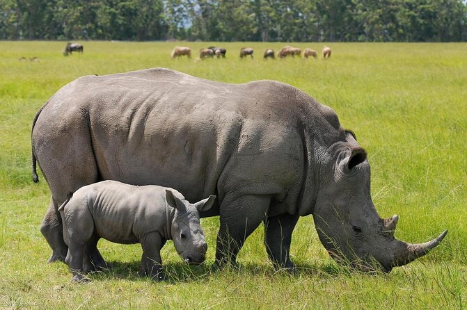 Half-Day Nairobi National Park and Maasai Market with Pick up - Quick Hits: Why This Half-Day Feels Like More Than 5 Hours