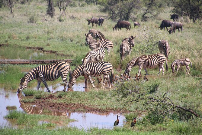 Half-Day Nairobi National Park and Maasai Market with Pick up - The Open-Roof Landcruiser and Guide Legendre: The Viewing Setup