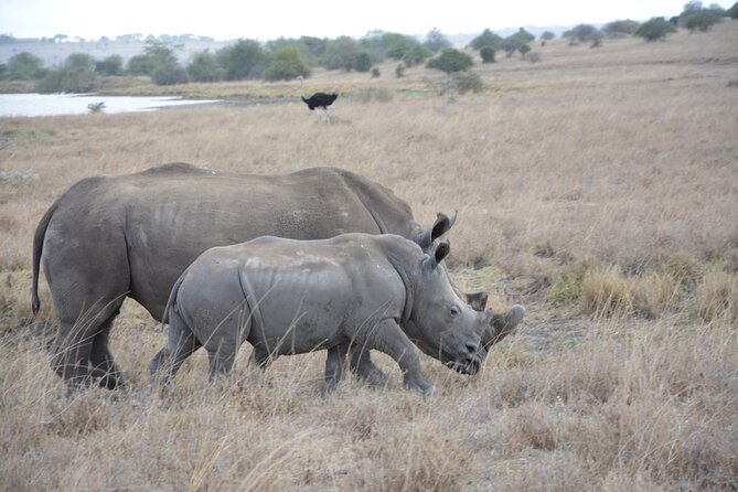 Half-Day Nairobi National Park and Maasai Market with Pick up - Early Morning Game Drive: What You’re Actually Buying With Time