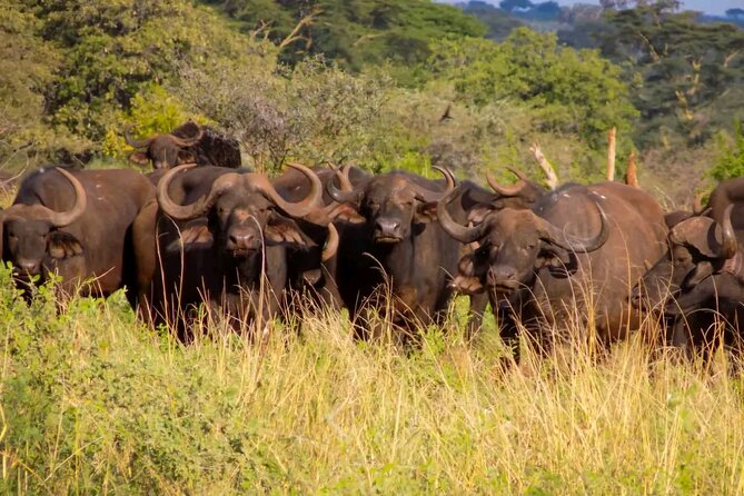 Half-Day Nairobi National Park Private Tour with admission - Private tour perks, and what your pace really means