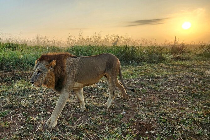 Half-Day Nairobi National Park Private Tour with admission - Price and what makes this $167-per-person feel fair