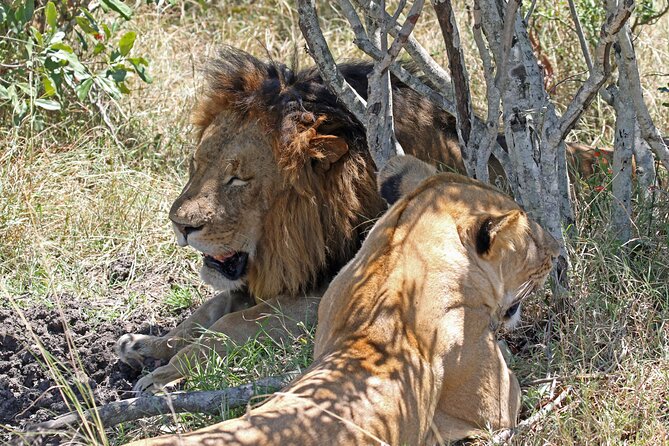 Half-Day Nairobi National Park Private Tour with admission - Who this half-day Nairobi National Park tour suits best