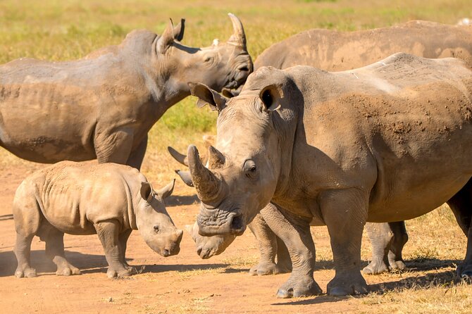 Half-Day Nairobi National Park Private Tour with admission - The 4-hour game drive at Nairobi National Park
