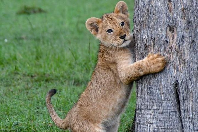 Half-Day Nairobi National Park Safari from Nairobi with Free Pickup - Why This Half-Day Format Works (Even If You Are Busy)