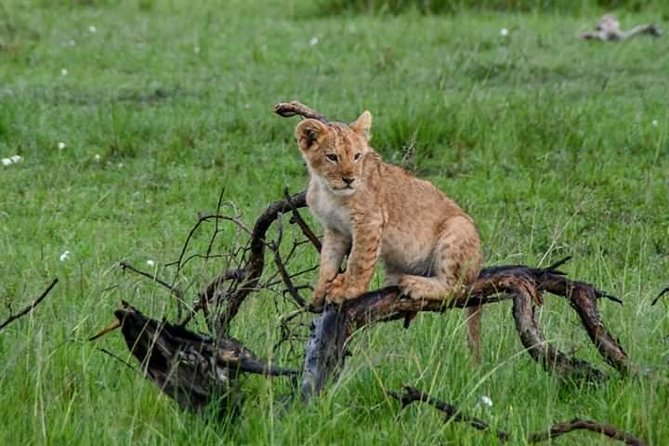 Half-Day Nairobi National Park Safari from Nairobi with Free Pickup - Pickup From Nairobi: The Easiest Safari Logistics in Kenya