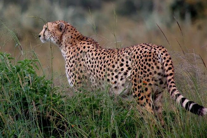 Half-Day Nairobi National Park Safari from Nairobi with Free Pickup - Entering Nairobi National Park: What the First Drive Is Like
