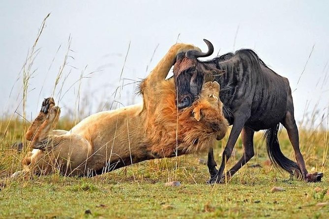 Half-Day Nairobi National Park Safari from Nairobi with Free Pickup - The Park Hour-By-Hour Reality (and Why It Can Vary)