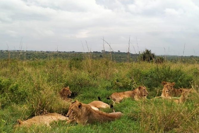 Half-Day Nairobi National Park Safari from Nairobi with Free Pickup - Lions, Timing, and the Simple Trick: Go Earlier