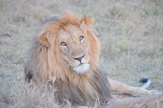 Half-Day Nairobi National Park Safari from Nairobi with Free Pickup - Price and Value: What You Pay, What You Still Need to Budget