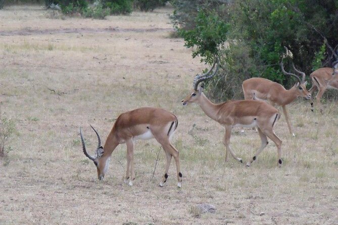 Half-Day Nairobi National Park Tour from Nairobi - Nairobi National Park, 7 km from the city, and why that feels different
