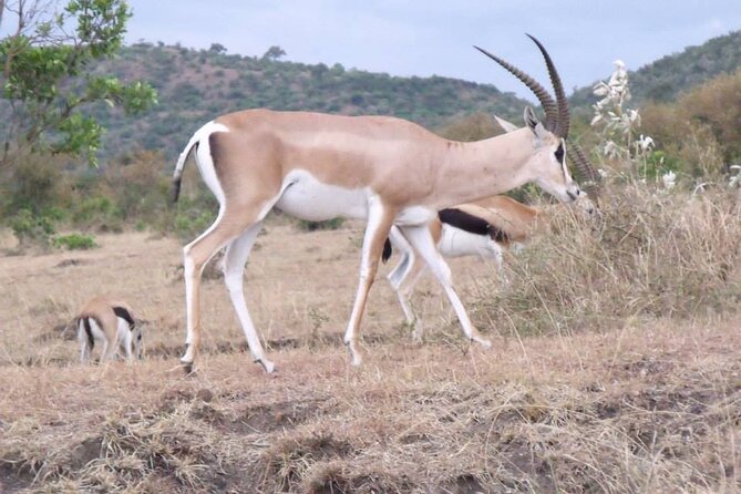 Half-Day Nairobi National Park Tour from Nairobi - The safari van setup, pop-up roof viewing, and 360-degree spotting