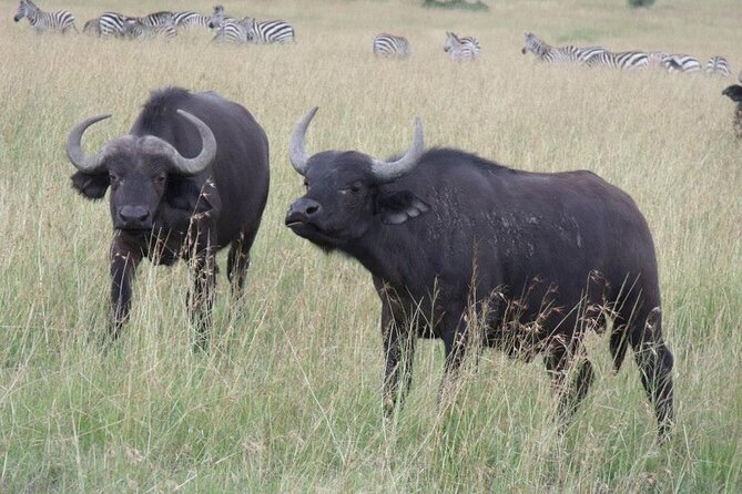 Half-Day Nairobi National Park Tour from Nairobi - What you can realistically hope to see: rhinos, lions, and the Big Five mix