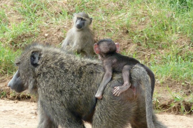 Half-Day Nairobi National Park Tour from Nairobi - Price and value: what $244 includes, and what it means for you