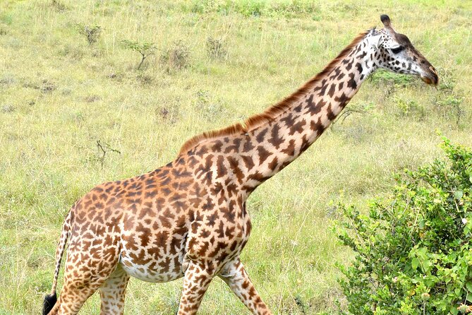 Half day Nairobi National Park Tour & Sheldrick Elephant Nursery - Nairobi National Park, right next to the city