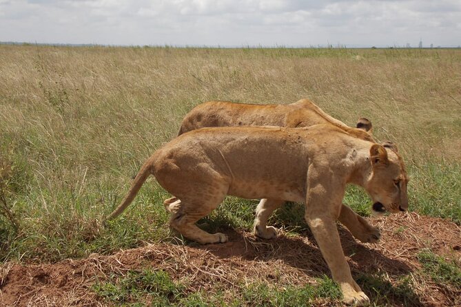 Half day Nairobi National Park Tour & Sheldrick Elephant Nursery - Sheldrick Elephant Nursery: a conservation hour you can’t rush