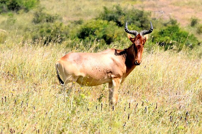 Half day Nairobi National Park Tour & Sheldrick Elephant Nursery - Price and what you actually get for $193