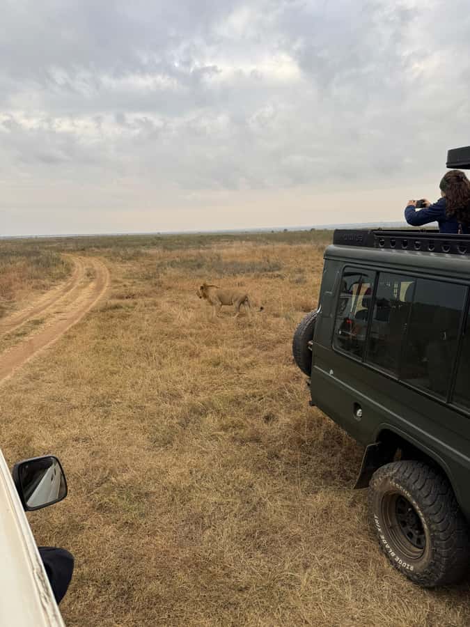 Half day Nairobi National Park with free pick up - Key highlights