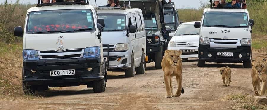 Half day Nairobi National Park with free pick up - Why Nairobi National Park feels different in just 5 hours