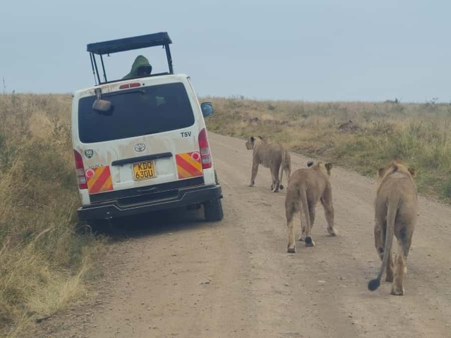 Half day Nairobi National Park with free pick up - Your morning game drive: what the park driving experience feels like