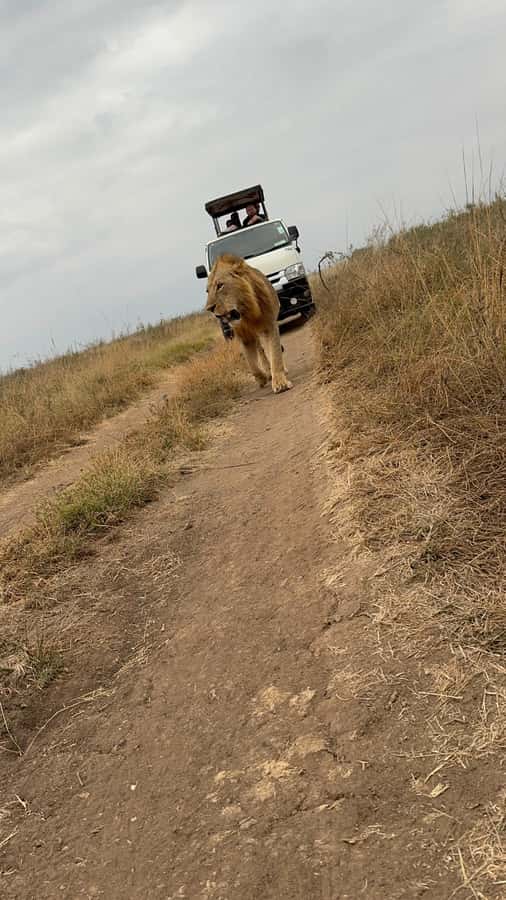 Half day Nairobi National Park with free pick up - Big Five searching, plus giraffes and rhinos