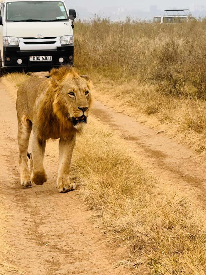 Half day Nairobi National Park with free pick up - Nairobi skyline photo stops: the city-meets-wild moment