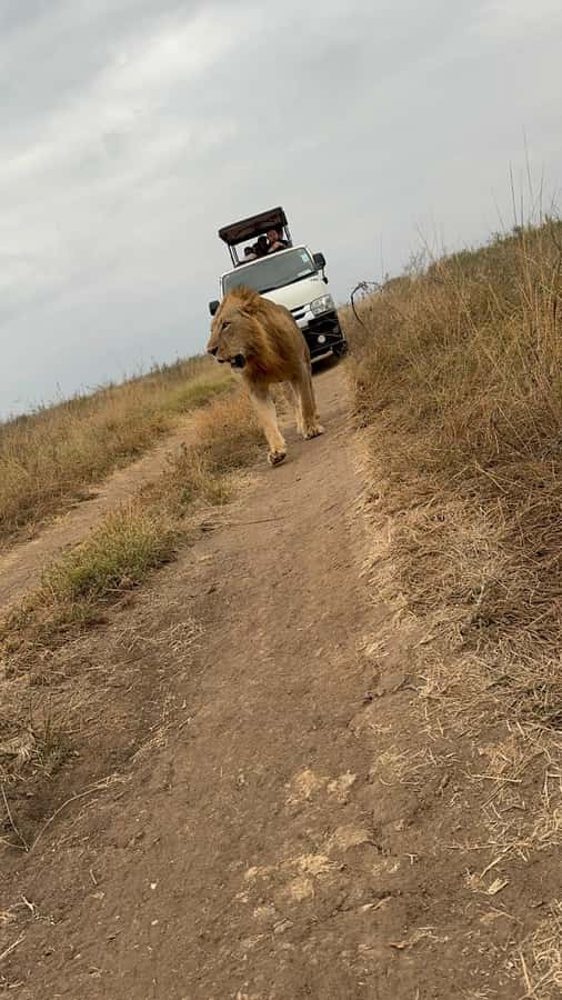 Half day Nairobi National Park with free pick up - Price and value: is $55 per person a good deal?